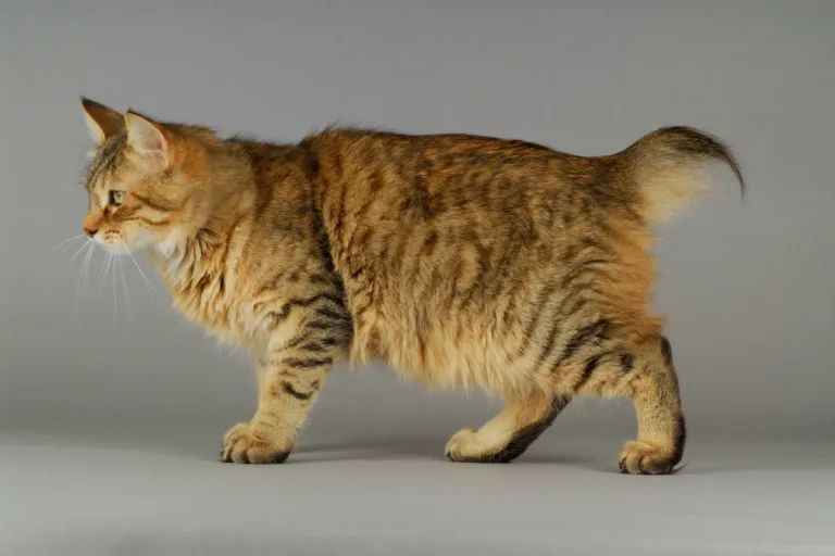 Pixiebob Longhair: The Majestic Fusion of Wild Allure and Gentle Temperament